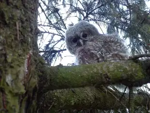 MAZURY 2 APARTAMENTY 4-osobowe nad jeziorem Miłki koło Giżycka - zdjęcie 21